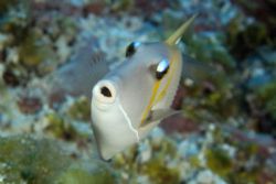 Scythe triggerfish, Namu atoll, Marshall Islands. D100, N... by Andre Seale 